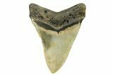 Serrated, Fossil Megalodon Tooth - North Carolina #298961-1